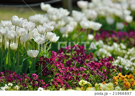 紫の花と白のチューリップ 21966897