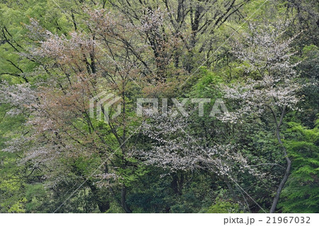散り際の山桜 21967032