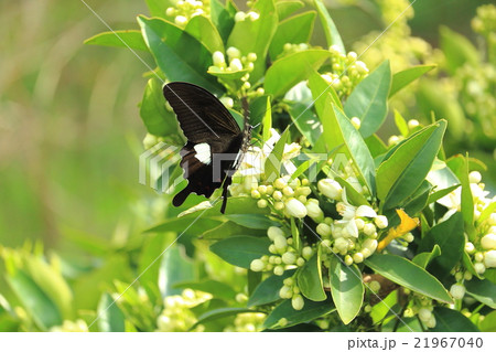 みかんの花と蝶々の写真素材