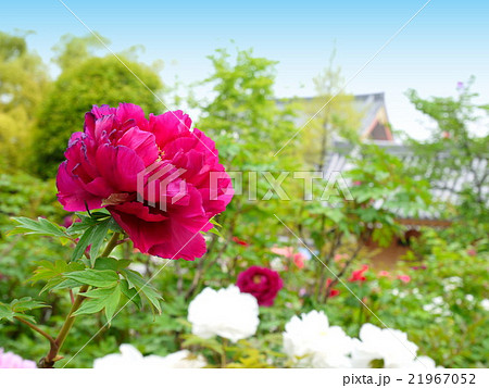 西新井大師の牡丹（4月）東京都足立区 21967052