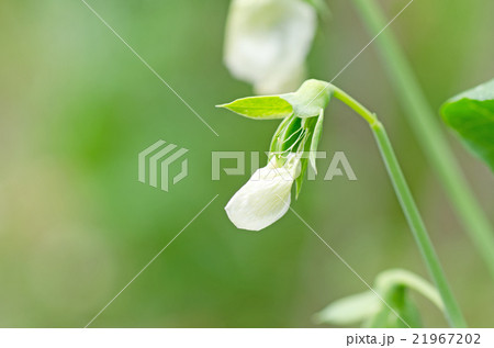 花から実へ エンドウ の写真素材