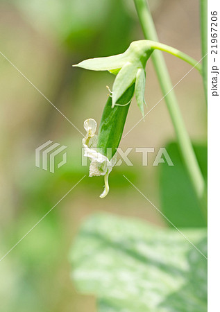 花から実へ エンドウ の写真素材