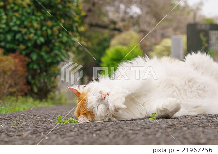 猫 猫 21967256