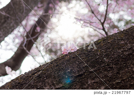 高遠の小彼岸桜 21967797