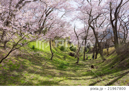 高遠の小彼岸桜 21967800