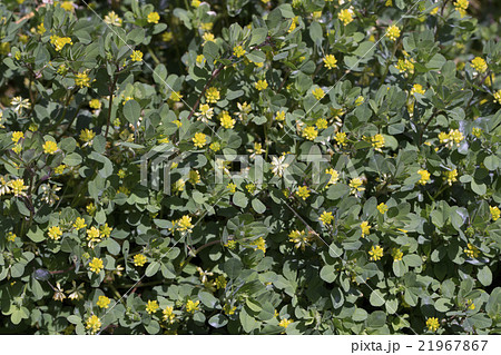 コメツブツメクサ 21967867