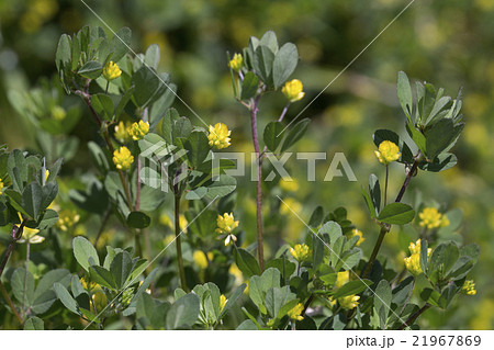 コメツブツメクサ コメツブツメクサ 21967869