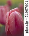 雨上がりのチューリップ 21967901
