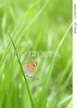 ベニシジミ ベニシジミ 21967906