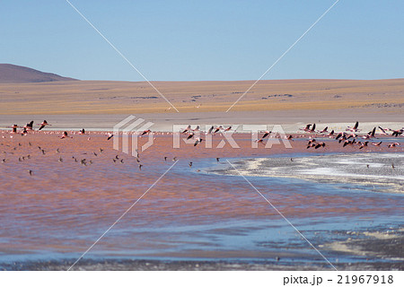 Group of pink flamingo flying over salt lake, Bolivian Andes 21967918