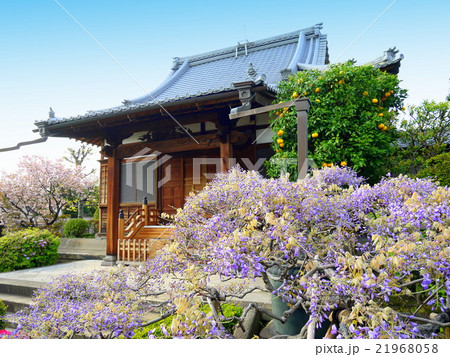 経王寺の藤（4月）東京都荒川区西日暮里 21968058