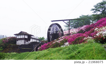 ツツジと水車 21968075