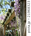 藤の花 21968323