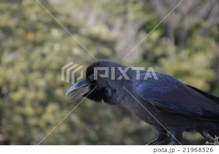 カラス 21968526