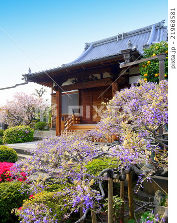 経王寺の藤(4月)東京都荒川区西日暮里 経王寺の藤(4月)東京都荒川区西日暮里 21968581