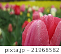雨上がりのチューリップ 21968582