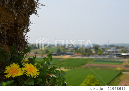 高台に咲くタンポポの花（猪俣百八燈／埼玉県児玉郡美里町猪俣） 21968611