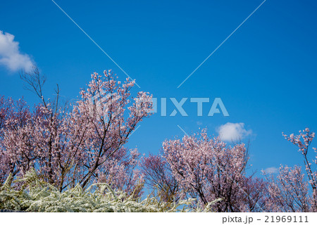 桜 桜 21969111