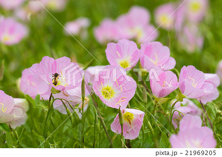 月見草の花の写真素材
