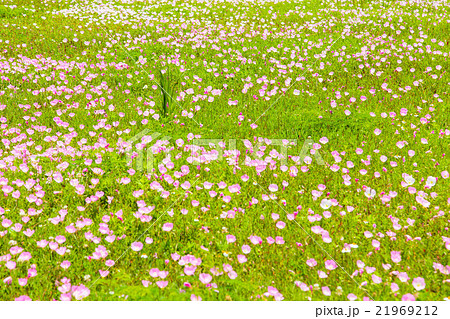 月見草の花の写真素材