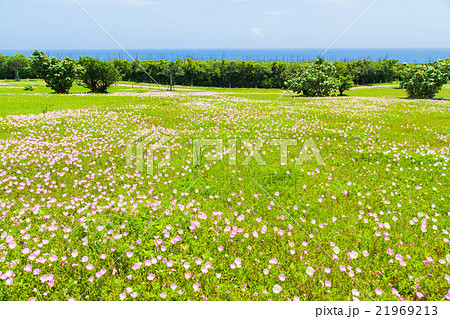 月見草の花の写真素材