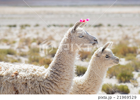 Two llamas on the Andean highland in Bolivia Two llamas on the Andean highland in Bolivia 21969529