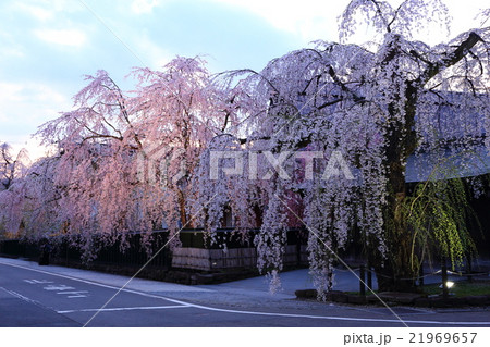 角館の武家屋敷と枝垂れ桜 角館の武家屋敷と枝垂れ桜 21969657