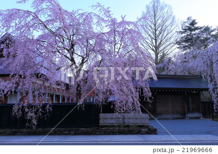 角館の武家屋敷と枝垂れ桜 角館の武家屋敷と枝垂れ桜 21969666