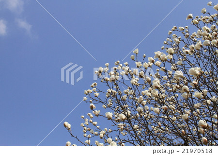ハクモクレンと青空 ハクモクレンと青空 21970518