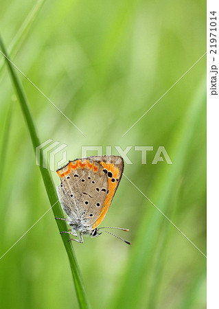 ベニシジミ 21971014