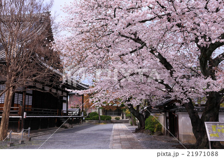 本隆寺境内の桜 本隆寺境内の桜 21971088
