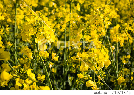 Oilseed rape on the field Oilseed rape on the field 21971379
