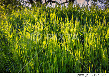 Fresh spring green color 21971384