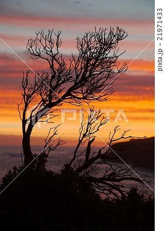 Bare tree branches Bare tree branches 21971433