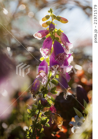 Foxglove Foxglove 21971579