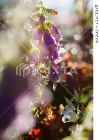 Foxglove 21971580