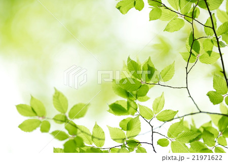 爽やかな新緑イメージ素材 21971622
