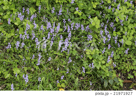 コバノタツナミソウ 21971927