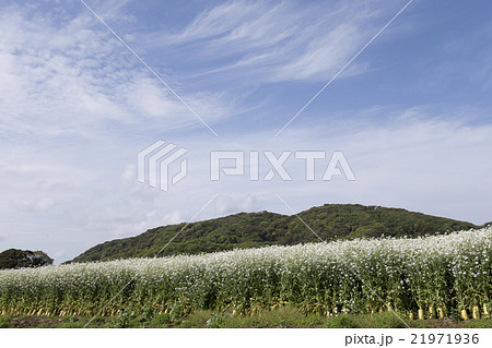 大根の花 大根の花 21971936