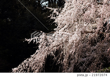 奥山田しだれ桜 21972074