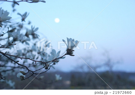 朧月 朧月 21972660