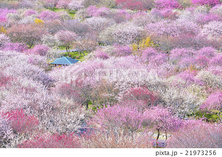 いなべ梅まつり 21973256