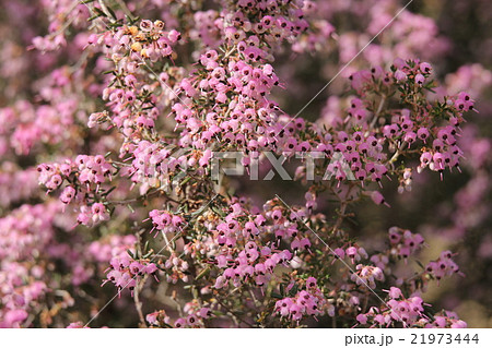 ジャノメエリカ 21973444