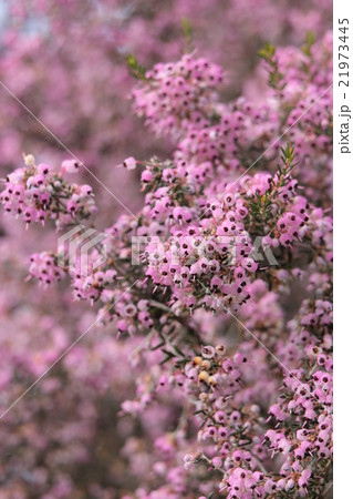 ジャノメエリカ 21973445