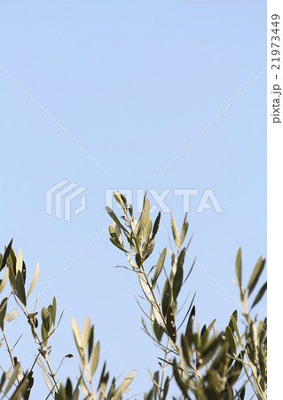 オリーブ オリーブ 21973449