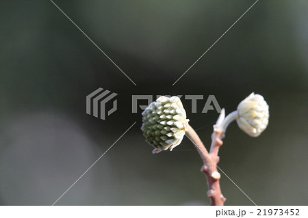 ミツマタの蕾 ミツマタの蕾 21973452