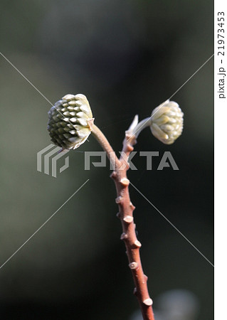 ミツマタの蕾 21973453