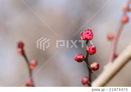 紅梅 21973473