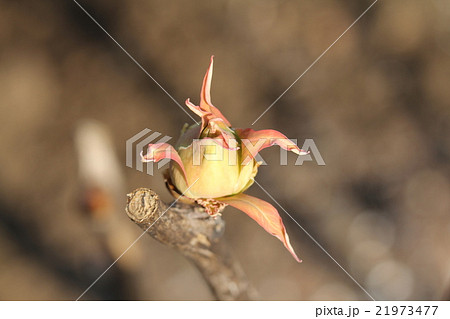 ボタンの蕾 21973477