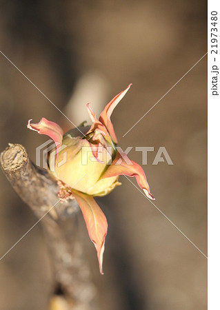 ボタンの蕾 21973480